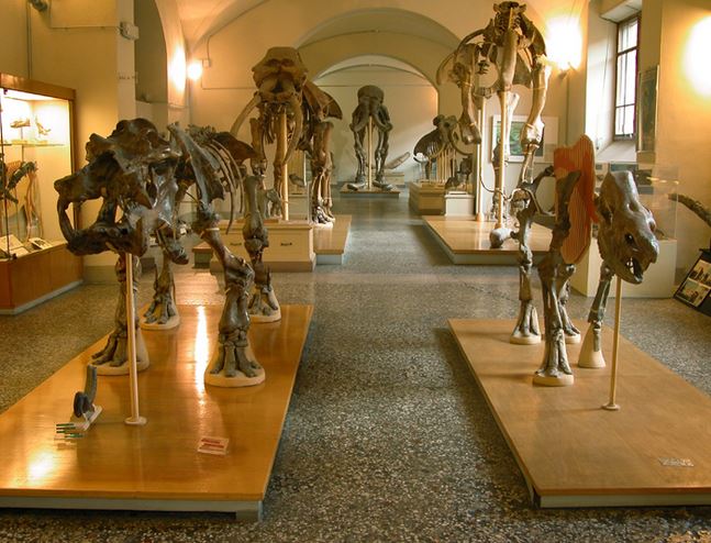 Museo di Geologia e Paleontologia, la galleria dei proboscidati