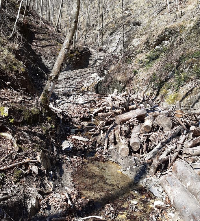 Pista forestale abusiva scoperta dai Carabinieri nei boschi di Vicchio