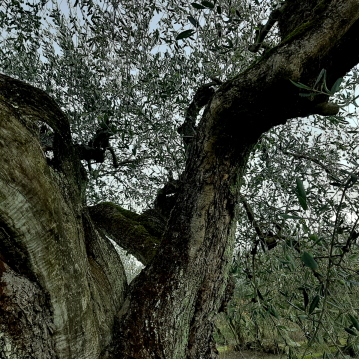 Pianta di olivo