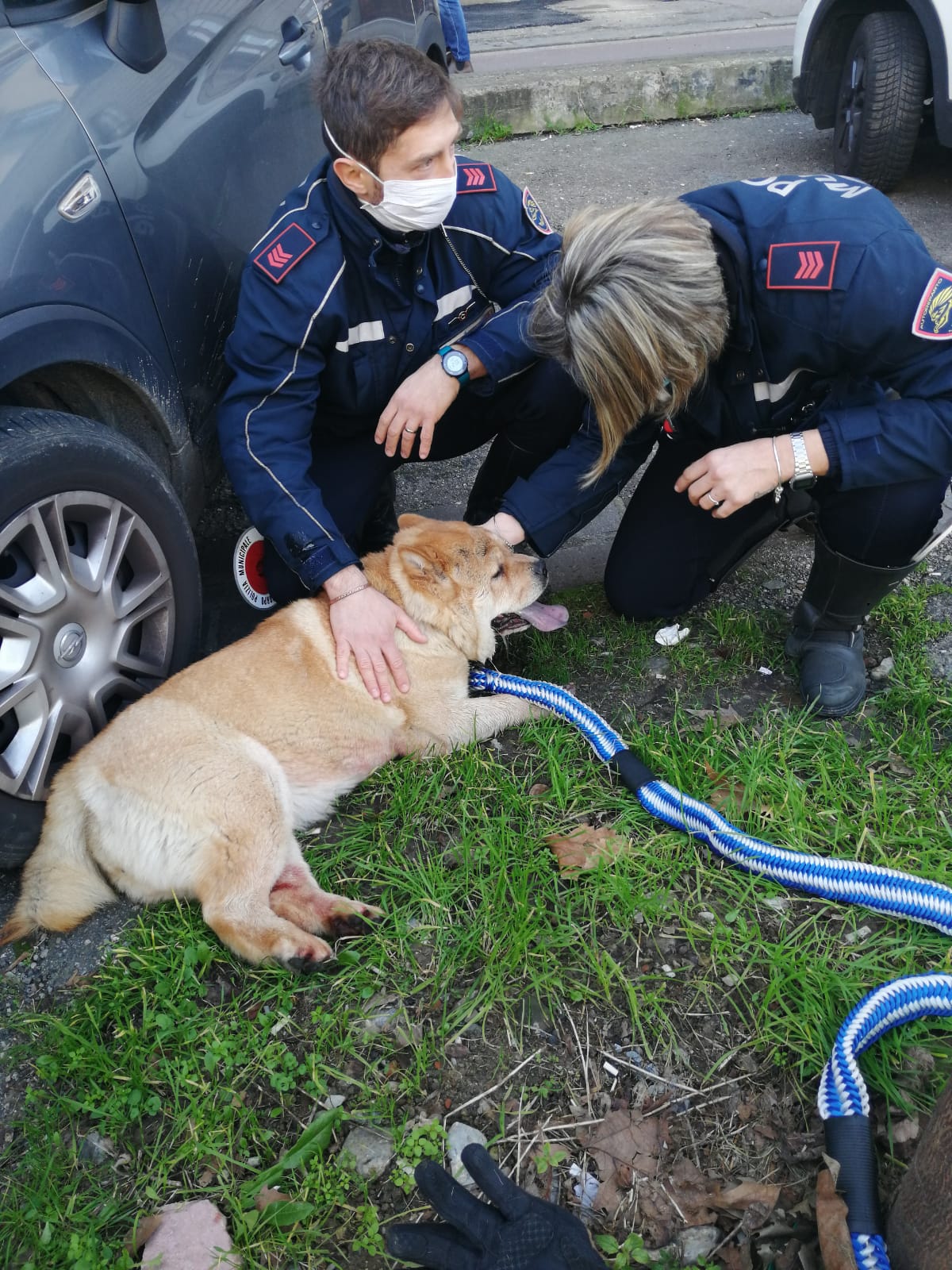Il cane salvato dalla polizia municipale sui viali di Firenze