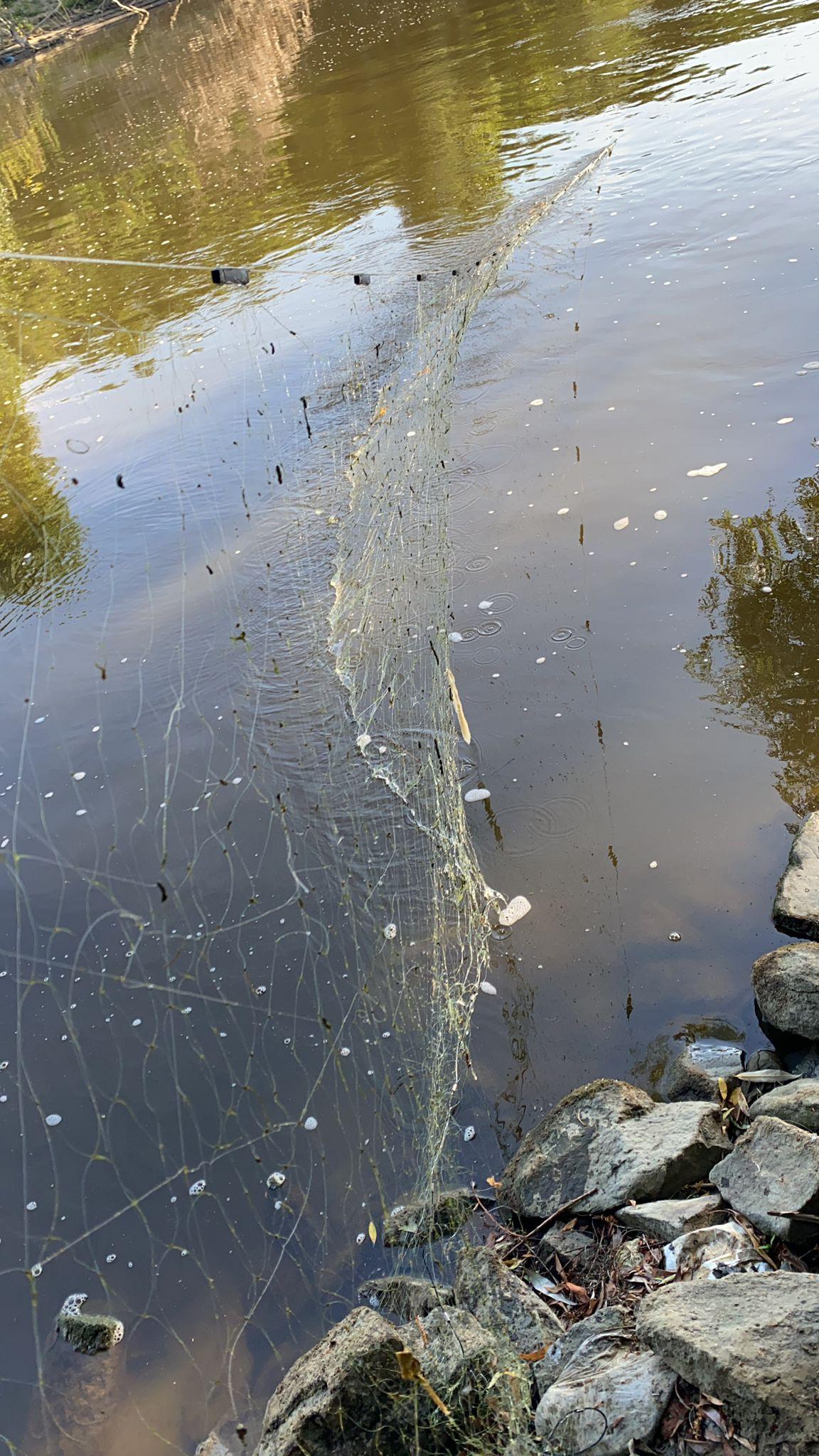 La rete tesa nell'Arno a Bassa