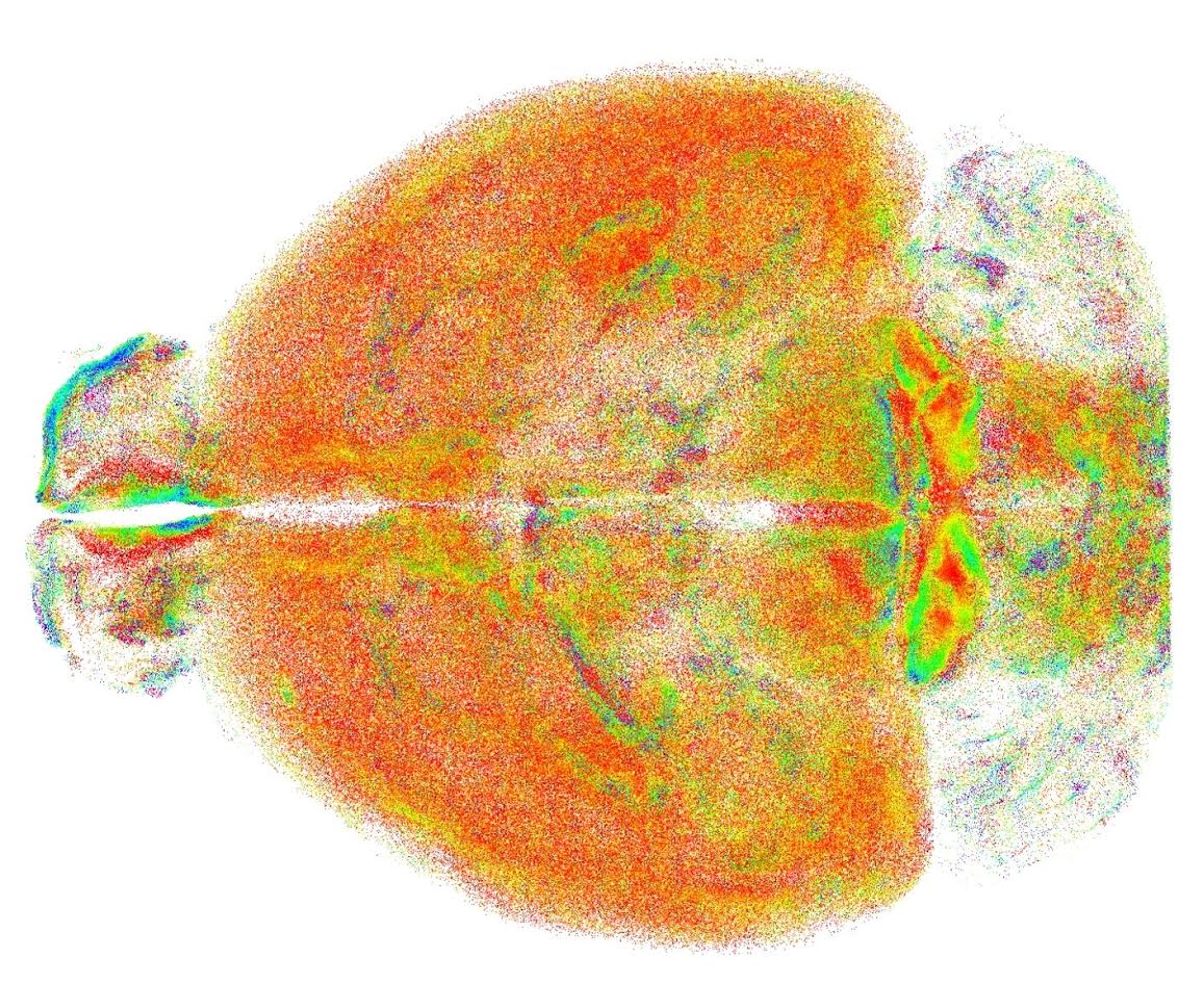 Mappatura dei neuroni del cervello. I puntini  sono i neuroni individuati grazie all'alta risoluzione del nuovo tipo di microscopio