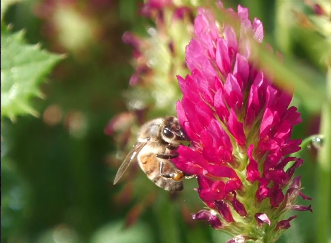 Un rifugio fiorito per le api (Fonte foto Università di Firenze)