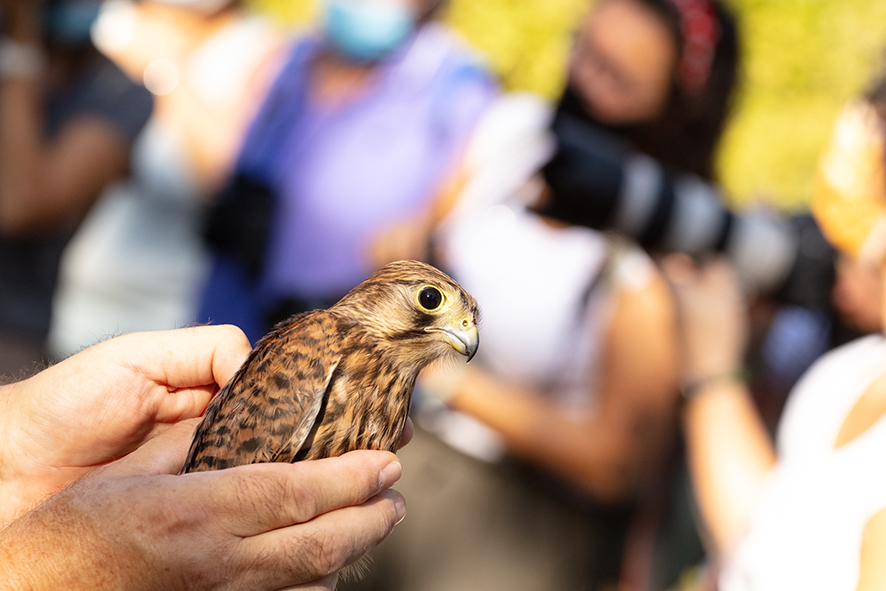 Liberazione pubblica dei rapaci recuperati e curati dal Cetras di Empoli