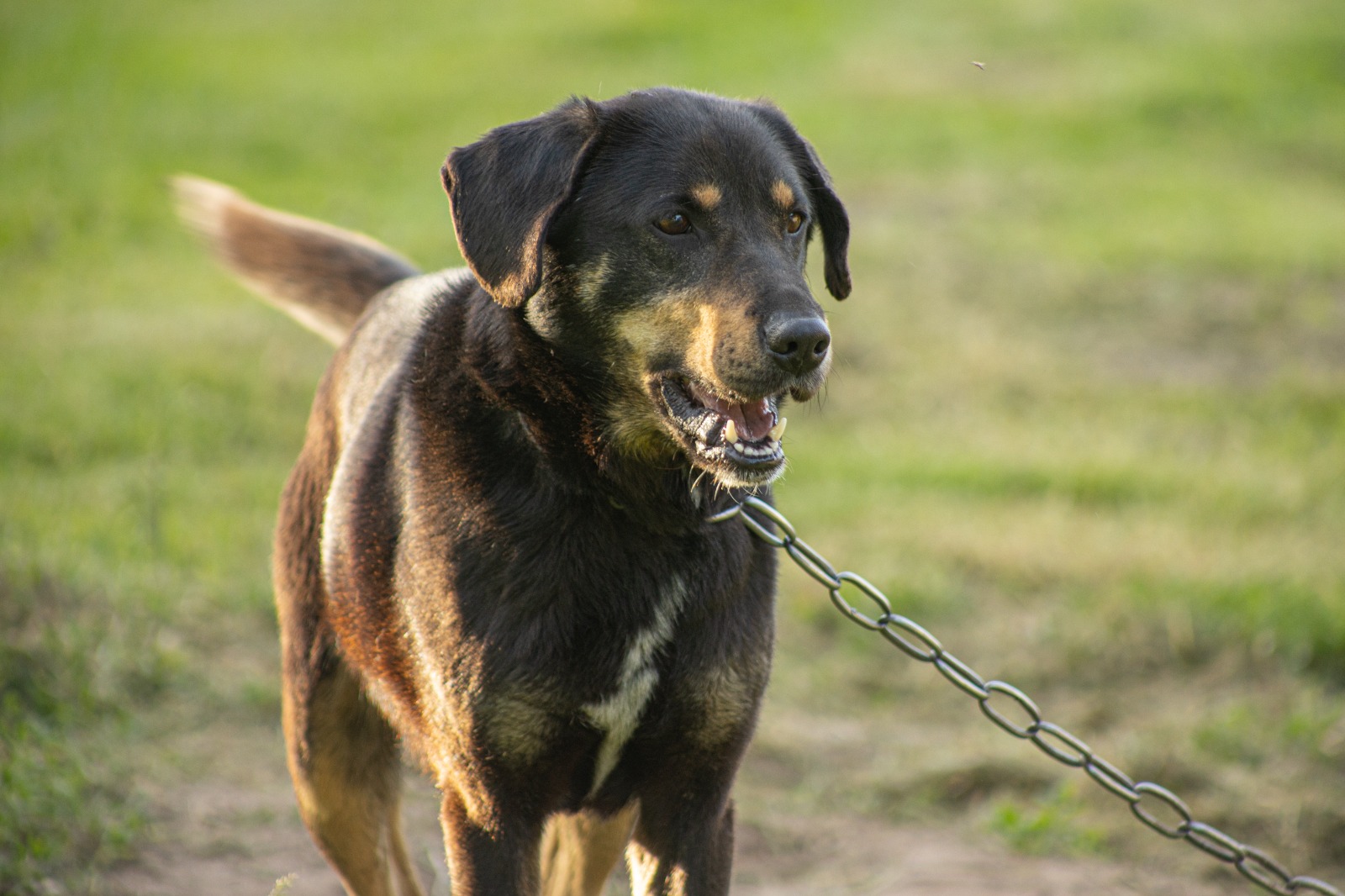 Vietato tenere cani alla catena fino al 30 settembre (Fonte foto Regione Toscana)