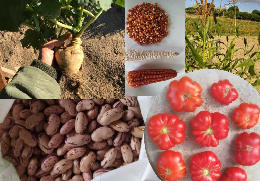 Salve dall’estinzione quattro varietà di vecchie sementi (Fonte foto Regione Toscana)