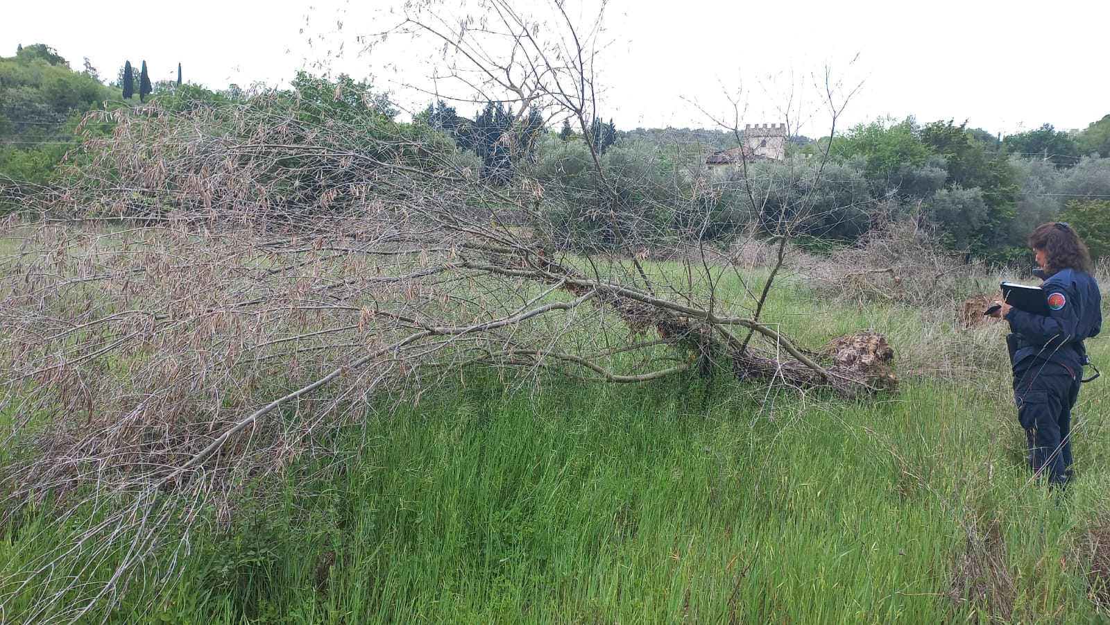 Le piante di olivo estirpate in area vincolata senza autorizzazione (Fonte foto Carabinieri Forestali)