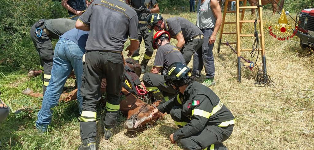 Un momento del recupero del cavallo (fonte foto VVGG)