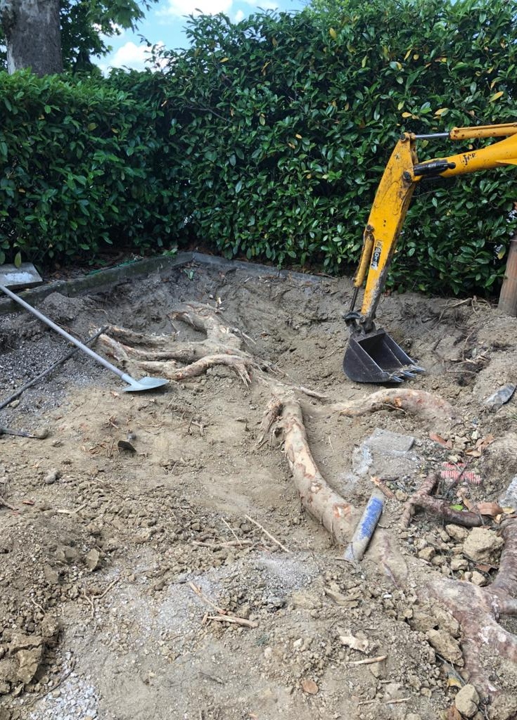 Radici all'interno delle proprietà private (Fonte foto Comune di Fucecchio)