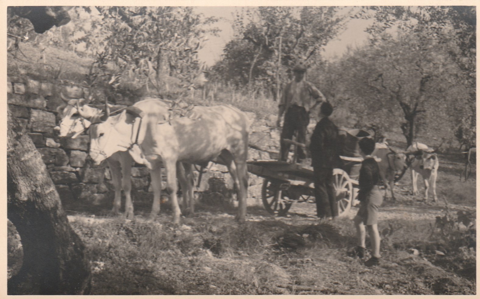 Foto tenuta Travignoli