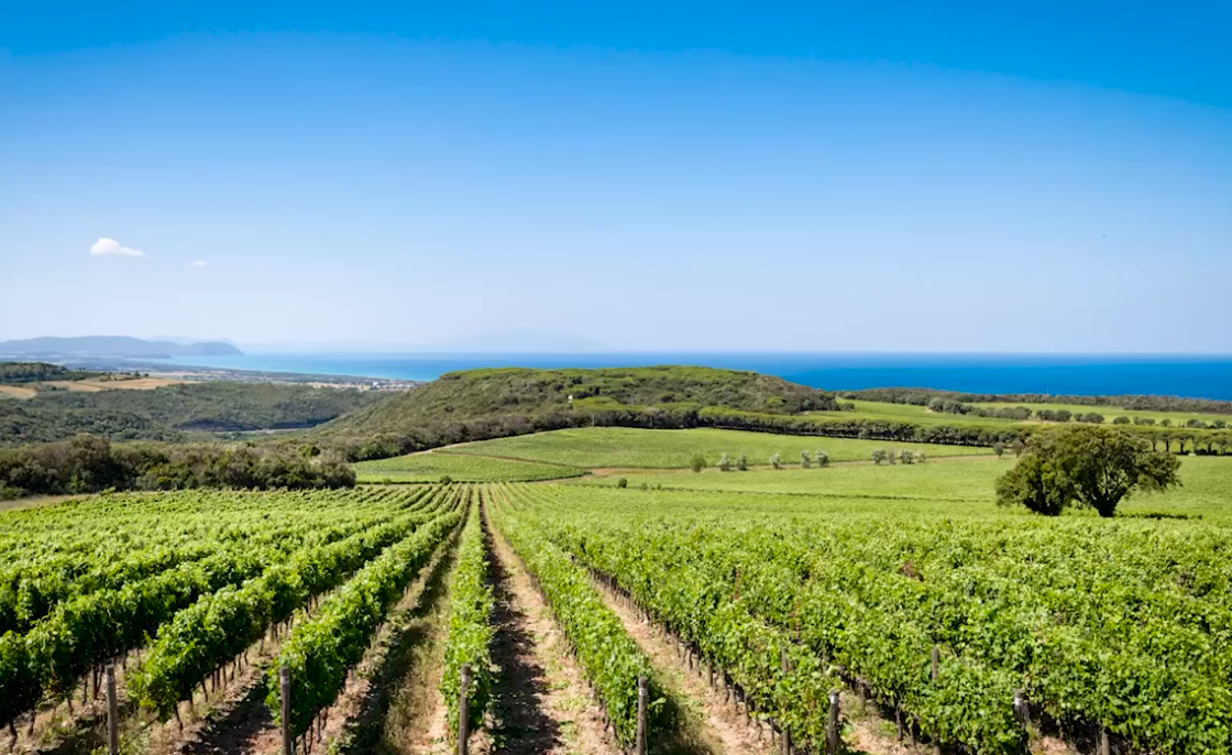 consorzio bolgheri vigneti 