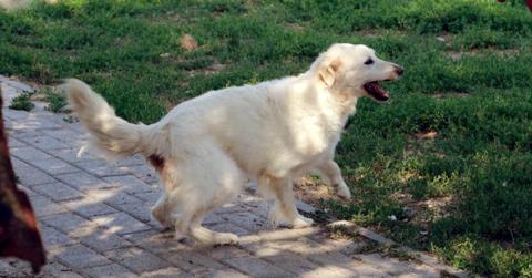 cane
