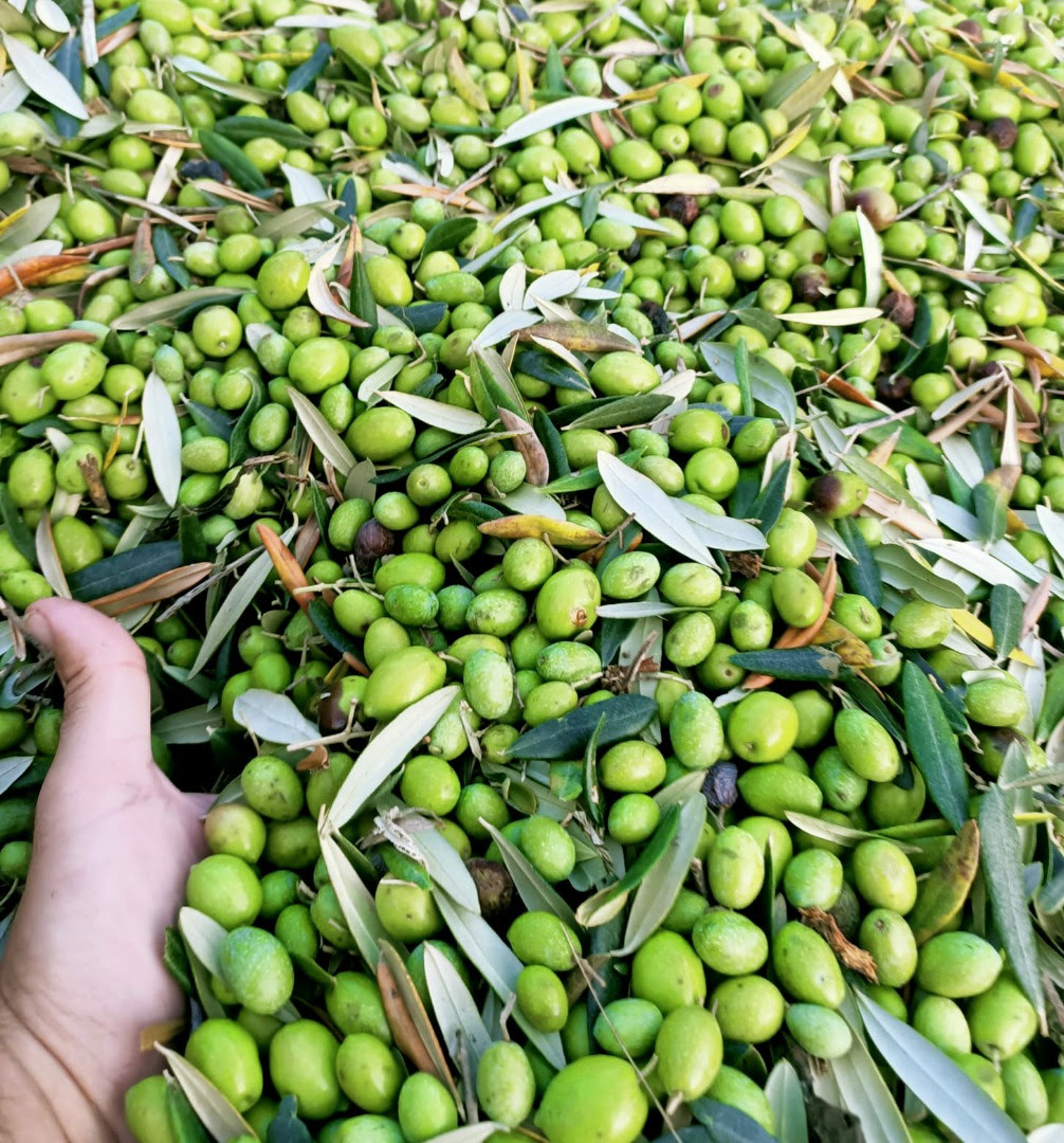 Aspettando Frant’Olio, questo weekend frantoi aperti ad Impruneta