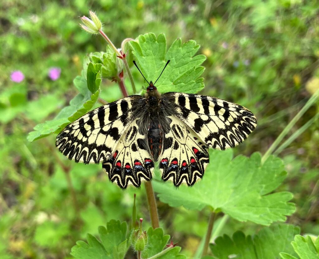 Zerynthia cassandra, bellissima farfalla protetta a livello europeo e non più segnalata da decenni nelle zone fiorentine (Fonte foto Università degli Studi di Firenze)