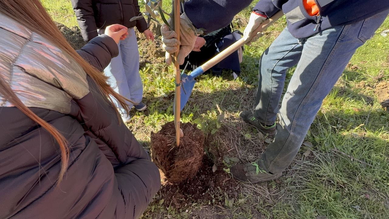 Festa dell’Albero: 20 nuovi olivi a La Massa