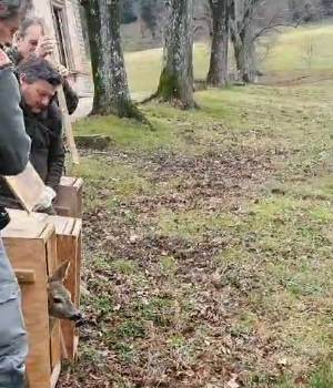 Caprioli ricollocati nell’area protetta del parco mediceo di Pratolino dalla Polizia provinciale della Metrocittà (frame video)