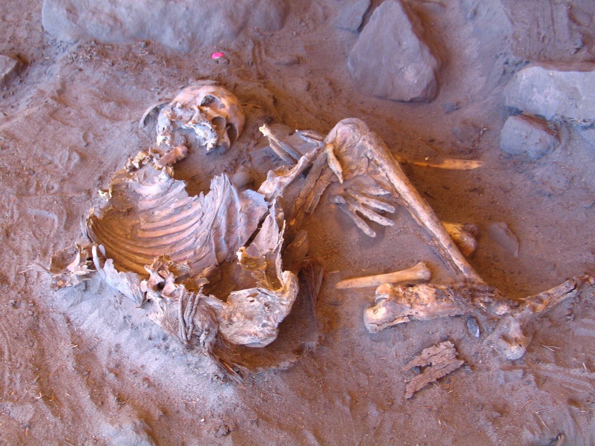 Mummia naturale di 7.000 anni fa trovata nel riparo roccioso di Takarkori (individuo H1) nella Libia meridionale (Foto: Missione Archeologica nel Sahara  - Sapienza Università di Roma) Fonte comunicato Unifi