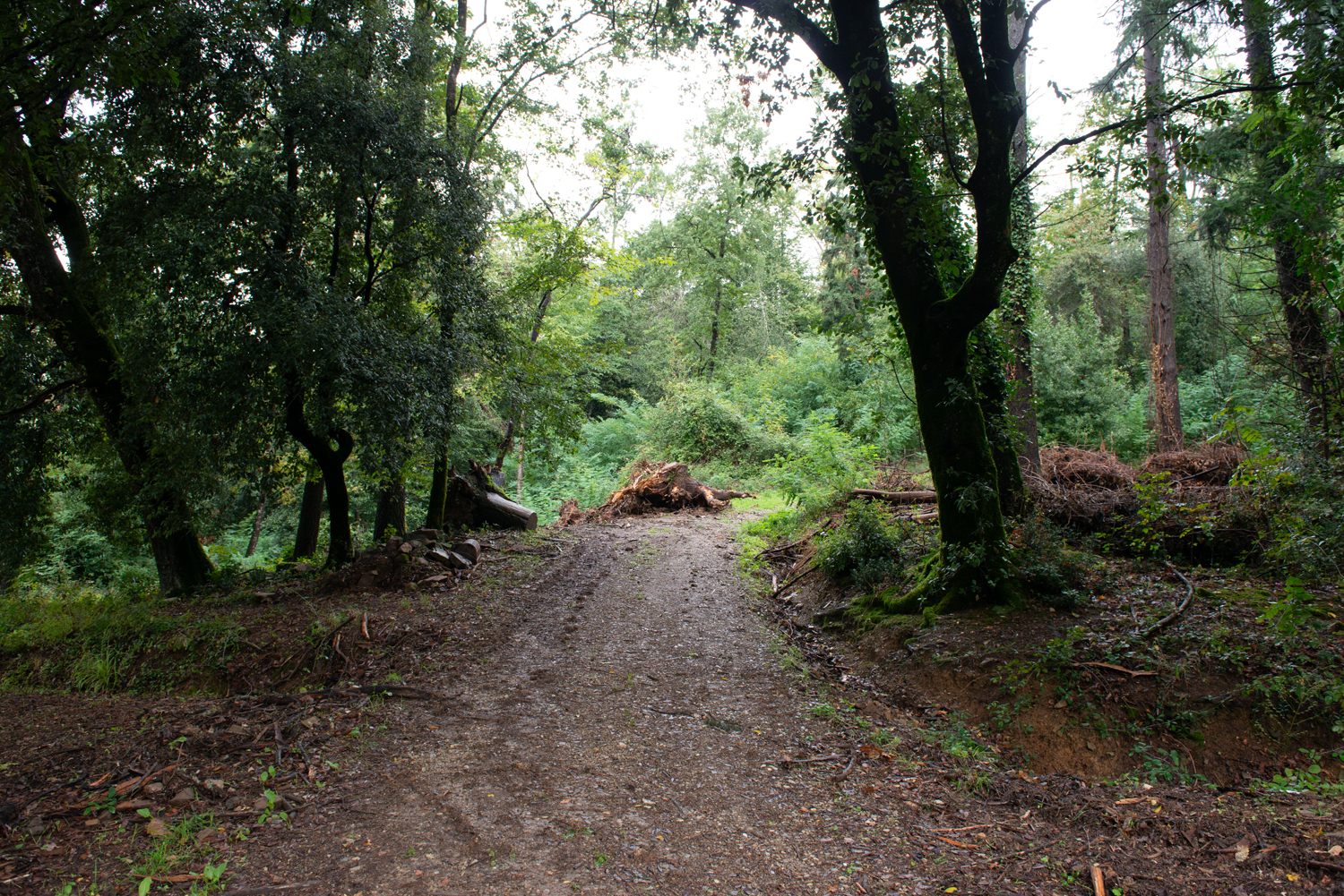 ripristino ambientale di un’area di 10.000 mq del Parco Mediceo di Pratolino