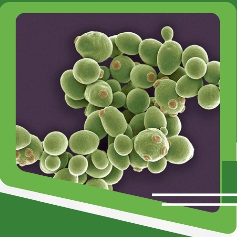 Conferenza sulla biodiversit microbica