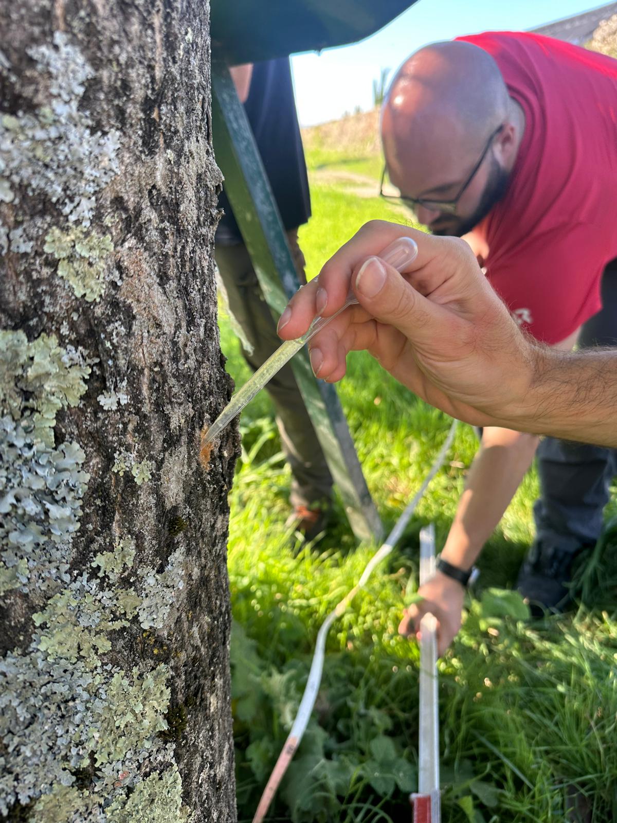 La fase di inoculo del fungo Verticillium nelle piante di Ailanthus altissima a cura del CBMV - CNR (Fonte foto comunicato stampa Consrozio di bonifica Medio Valdarno) IPSP sul T. Ombrone Pistoiese, settembre 2025