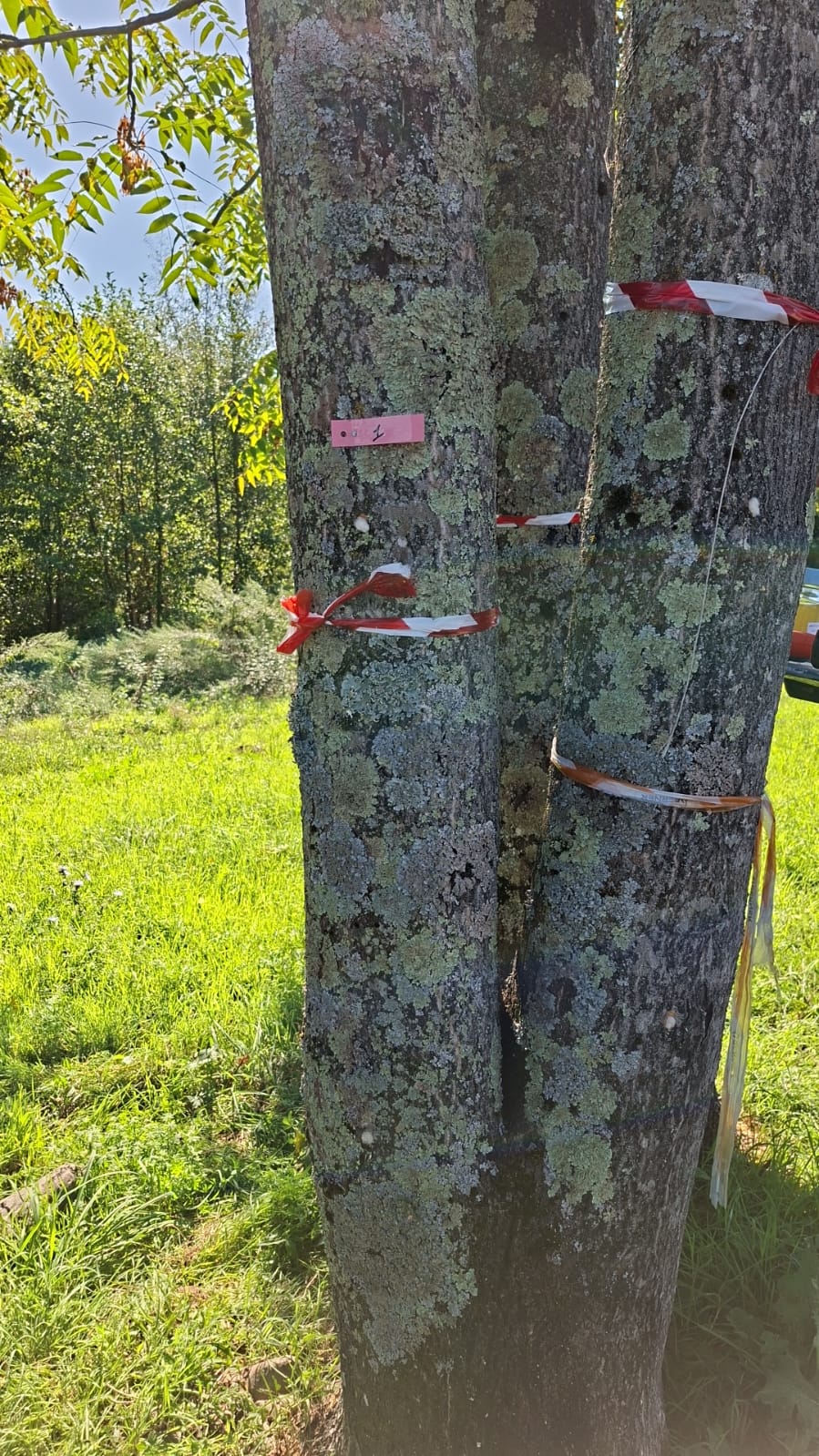 La fase di inoculo del fungo Verticillium nelle piante di Ailanthus altissima a cura del CBMV - CNR IPSP sul T. Ombrone Pistoiese, settembre 2025 (Fonte foto comunicato stampa Consorzio di Bonifica Medio Valdarno)