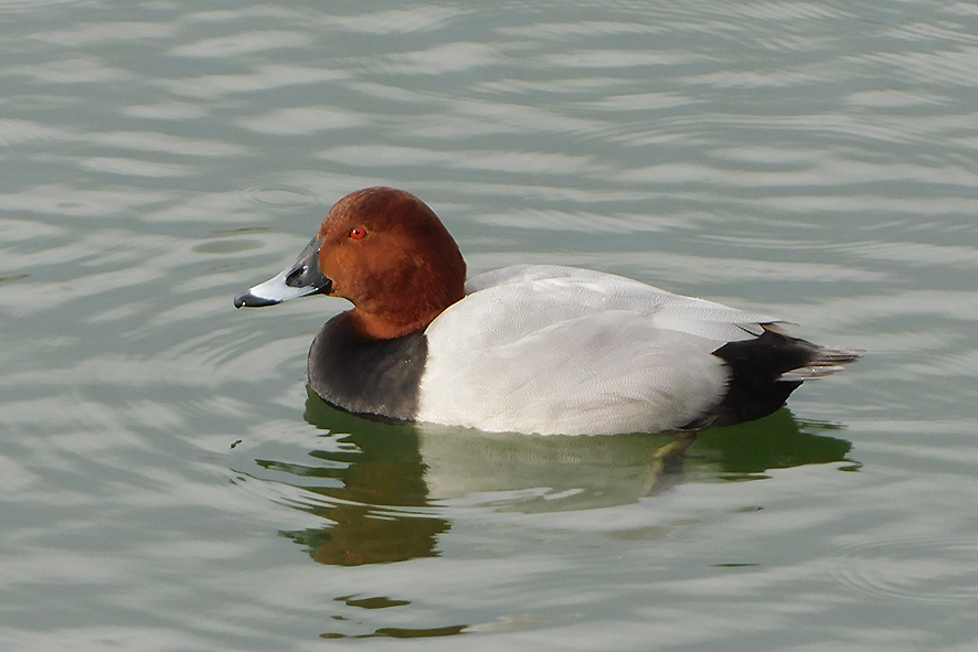 “Un Autunno per l’ambiente”, ultimo appuntamento in cartellone: Birdwatching invernale ad Arnovecchio