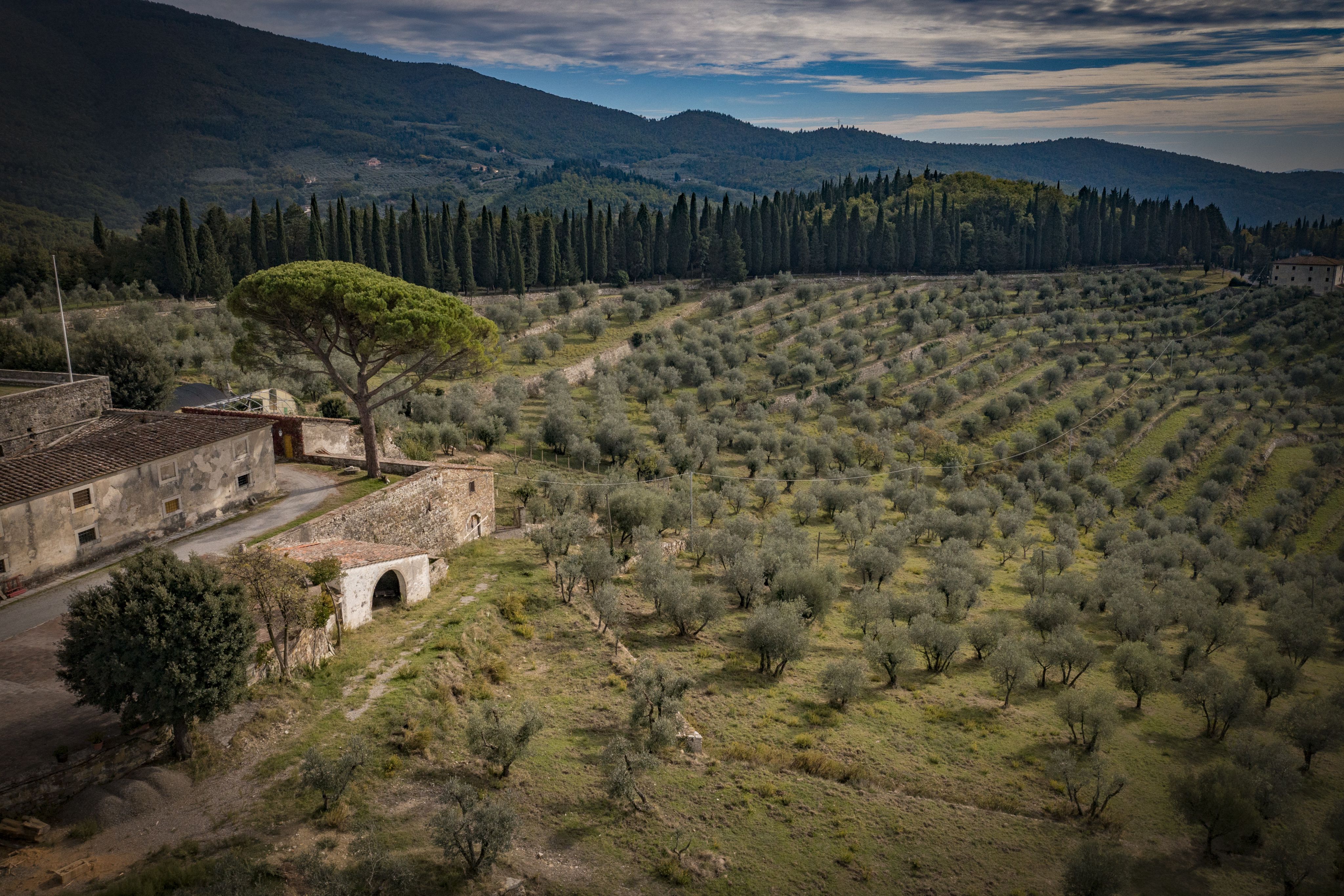 Olivete (Fonte foto comunicato Comune di Calenzano)