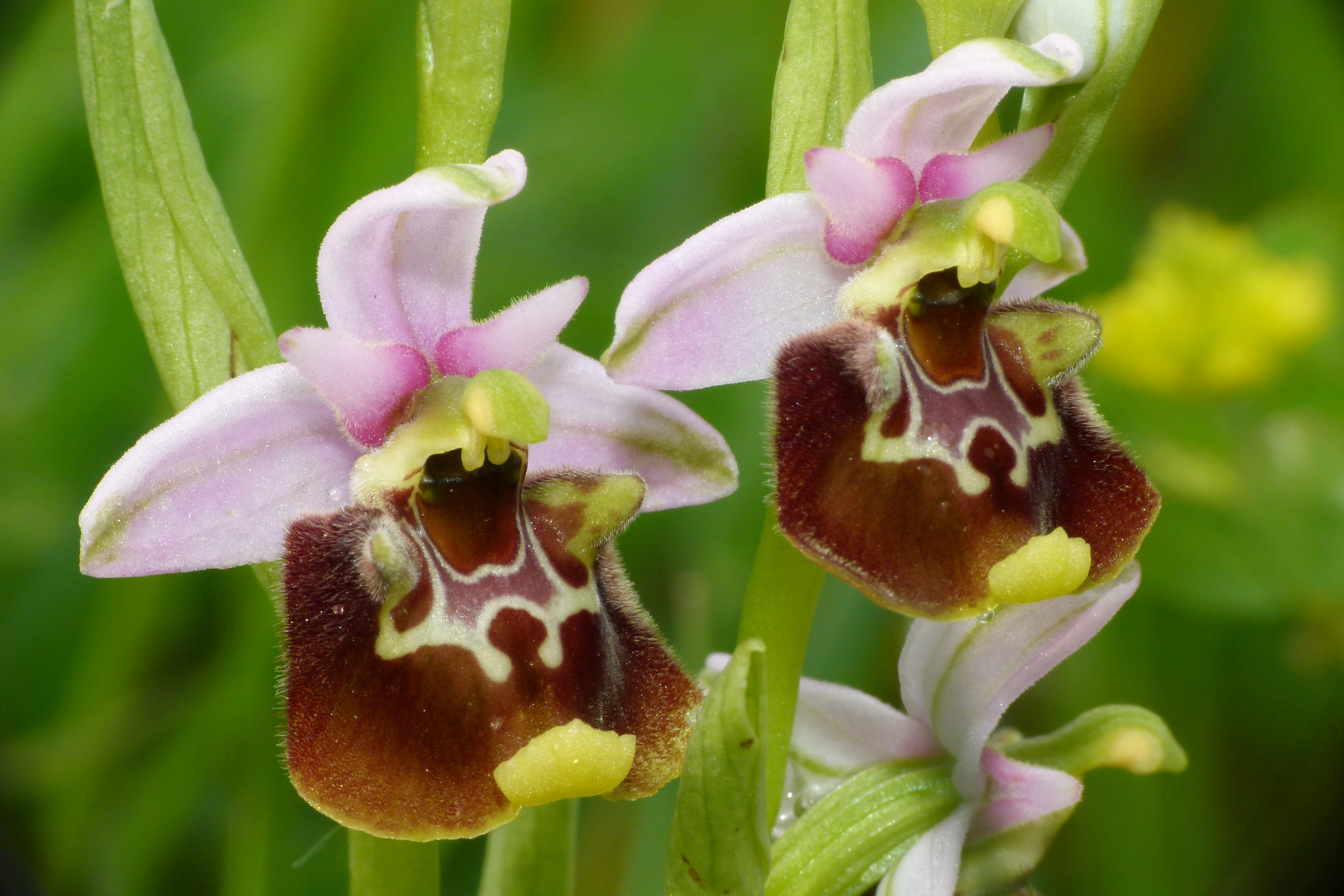  L'esotico mondo delle orchidee (fonte foto comunicato Comune di Fiesole)
