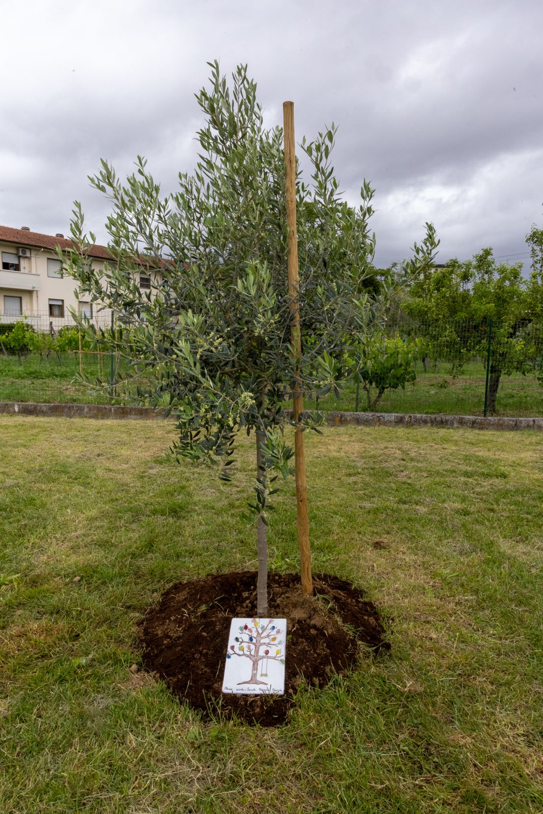 L'olivo con targa della classe di Gioele