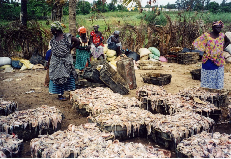 Donne impegnate nella lavorazione del pesce in Senegal