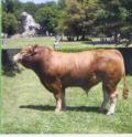 Un toro di razza Limousine a Ruralia