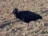 Uno degli Ibis eremita del Padule di Fucecchio