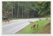 Fauna selvatica su una strada