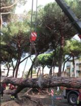 Rimozione di un pino caduto a Empoli