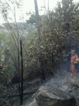 Effetti dell'incendio sul Montalbano