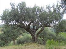 Un olivo. Corso di potatura al Parco di Pratolino