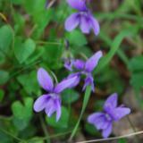 Foto Città Metropolitana di Firenze